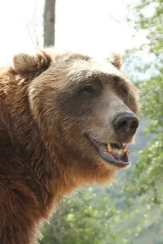 Bart The Bear - Filmography • Carriera