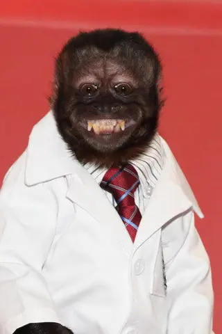Crystal the Monkey - Filmography • Carriera