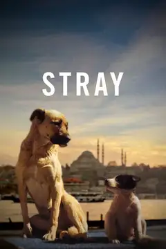 Film Stray Ita Completo Senza Attese | Altadefinizione